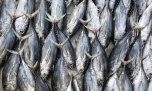 Tại sao cá ngừ chứa nhiều thủy ngân? Tại sao cá ngừ chứa nhiều thủy ngân?