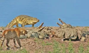 Báo hoa mai mù giành xác linh dương với đàn cá sấu Báo hoa mai mù giành xác linh dương với đàn cá sấu