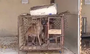 Chủ của hai con chó becgie cắn bé gái tử vong bị bắt Chủ của hai con chó becgie cắn bé gái tử vong bị bắt