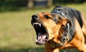 Bé trai 11 tuổi tử vong sau hai tháng bị chó dại cắn Bé trai 11 tuổi tử vong sau hai tháng bị chó dại cắn